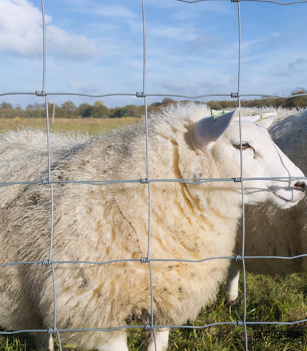 山上養羊要哪種圍欄好,而且便宜