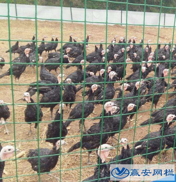 養(yǎng)雞鐵絲網(wǎng)