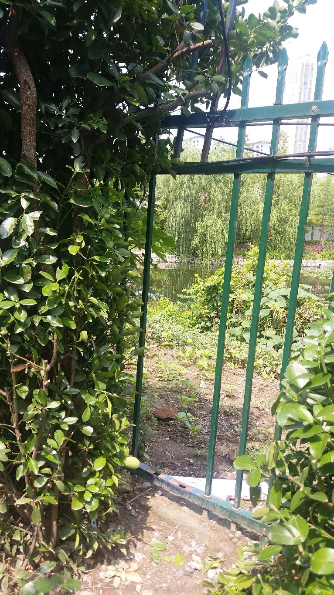 沿河鋅鋼護欄 沿河鋅鋼護欄