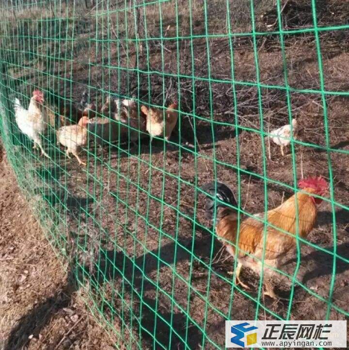 山地養土雞圍欄