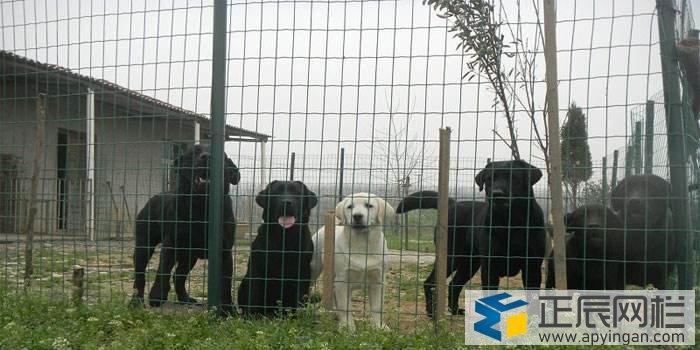 養(yǎng)殖護(hù)欄網(wǎng)哪家好