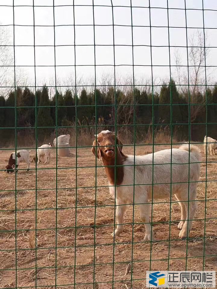 養(yǎng)殖鐵絲網(wǎng)圍欄圖片