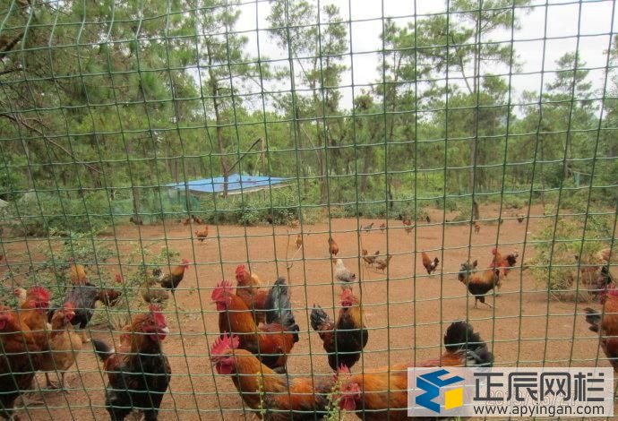 散養(yǎng)土雞圍欄