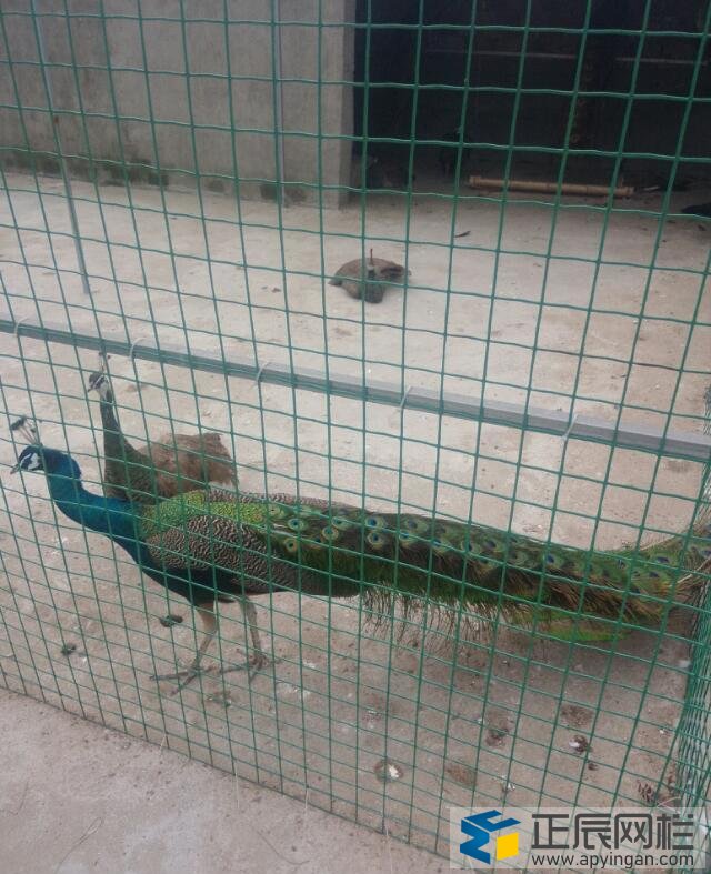 養殖圍欄網價格